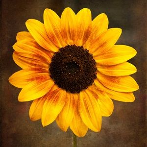 Meet your Posher, Carla